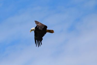 Low angle view of an eagle against sky