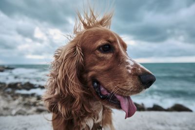 Close-up of dog