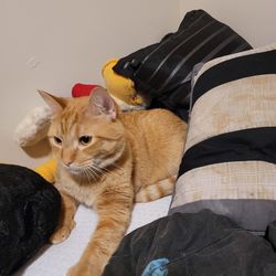 Portrait of cat relaxing on bed at home