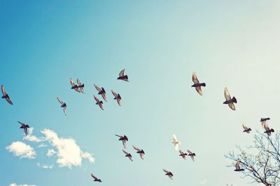 Flock of birds in sky