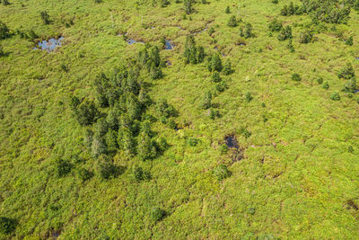 High angle view of green landscape