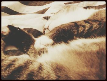 Close-up of cat sleeping