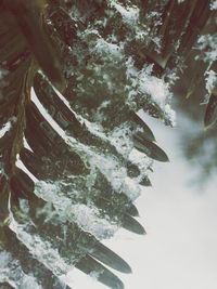 Trees growing in sunlight
