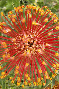 Close-up of red flower