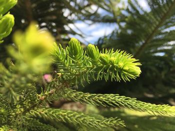 Close-up of fern