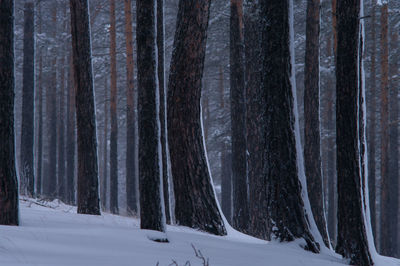 Snow covered landscape