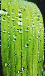 Close-up of water drops on grass