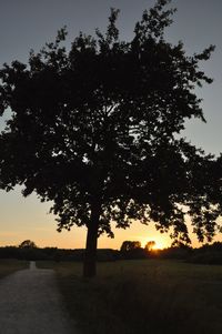 Silhouette tree on field against sky during sunset