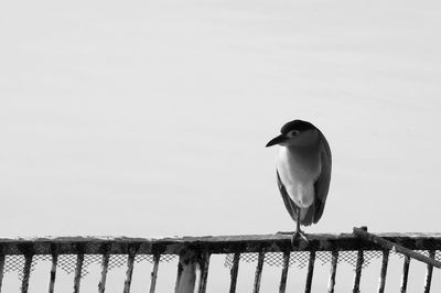 Seagull perching on wooden post in lake against clear sky