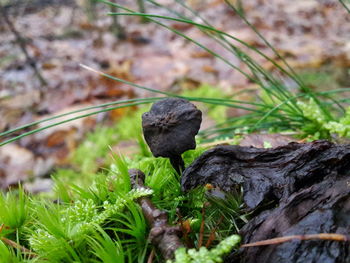 Close-up of bird perching on plant