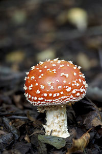 Close-up of fly agaric mushroom on field