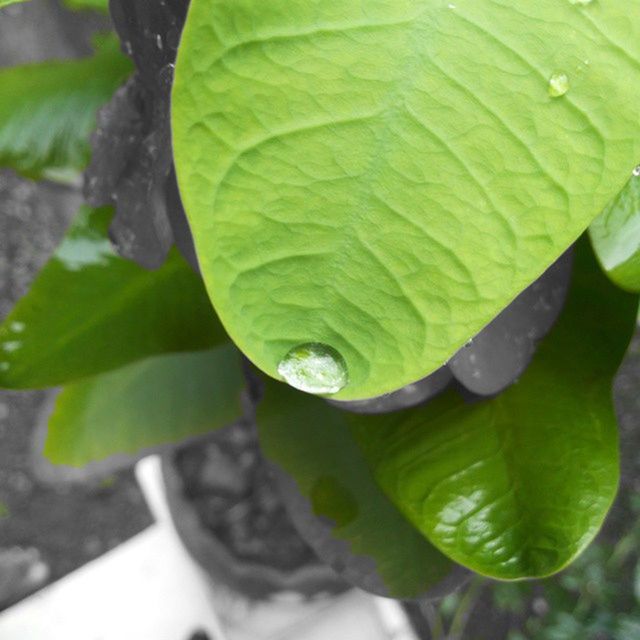 leaf, green color, water, drop, growth, freshness, close-up, wet, plant, nature, leaf vein, beauty in nature, fragility, dew, high angle view, natural pattern, focus on foreground, leaves, selective focus, outdoors