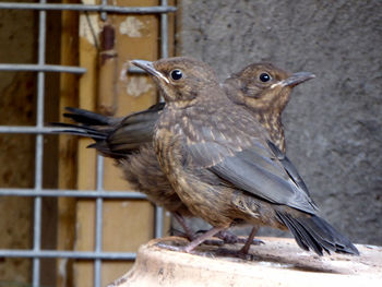 Close-up of bird perching