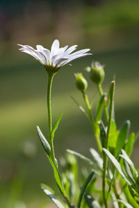 Close-up of white flowering plant