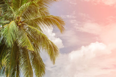 Low angle view of palm tree against sky