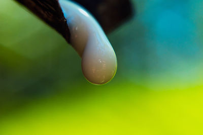 Close up of green leaf
