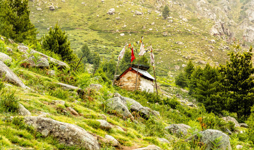 Plants growing on rocks by stream in forest