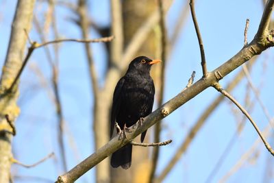 Low angle view of bird perching on branch