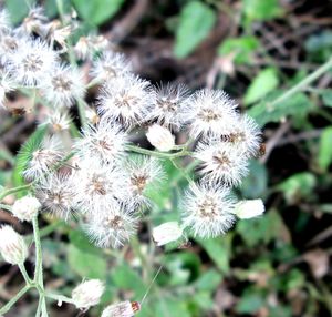 Close-up of white flowers