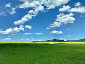 Scenic view of agricultural field against sky