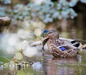 Duck swimming in lake