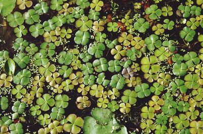 Full frame shot of berries growing on plant