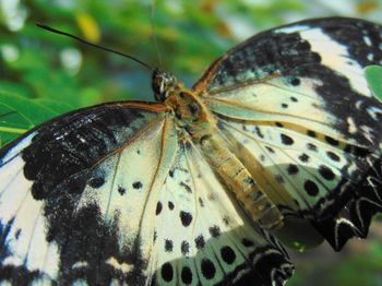 Close-up of butterfly on leaf