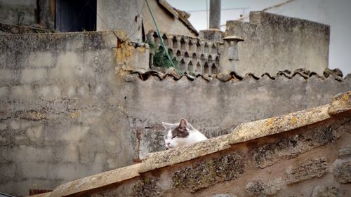 Cat relaxing on rooftop of abandoned house