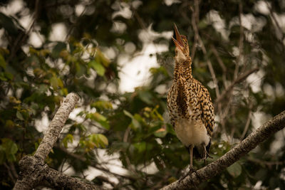 Low angle view of rufescent tiger heron perching on branch