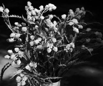 Close-up of wildflowers