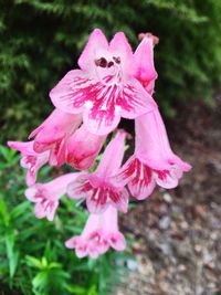 Close-up of pink flowers blooming outdoors