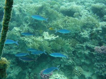 Fish swimming in sea