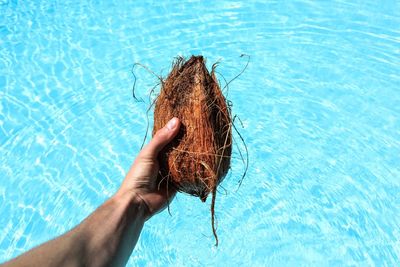 Male hand holding coconut against blue water