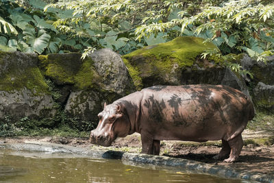 A hippo standing in front of drinking pool