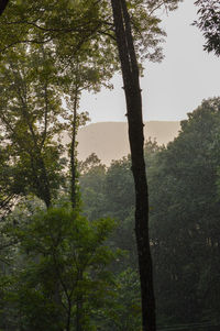 Low angle view of trees in forest against sky