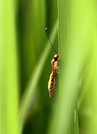 Insect slowly climbing a grass strand
