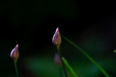 Close-up of pink lotus flower bud