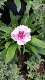 High angle view of pink flower blooming outdoors