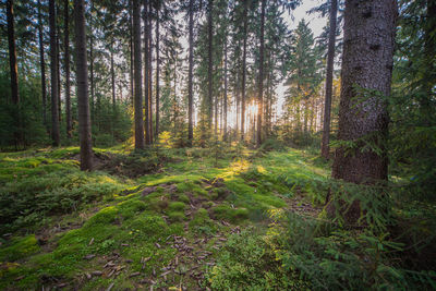 Pine trees in forest