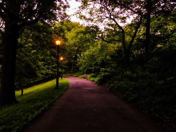 Empty road along trees