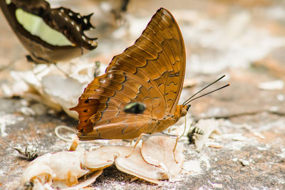 Butterfly on leaf