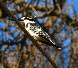 Close-up of bird perching on branch