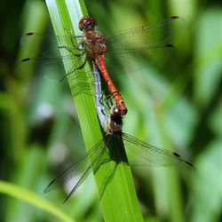 Close-up of dragonfly on plant