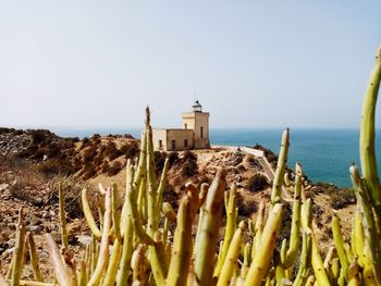 Cactus plants by sea against clear sky