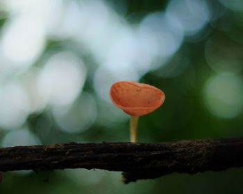 Close-up of mushroom growing on plant