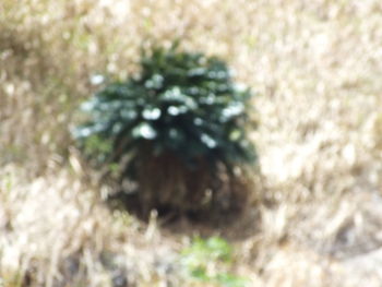 Full frame shot of plants