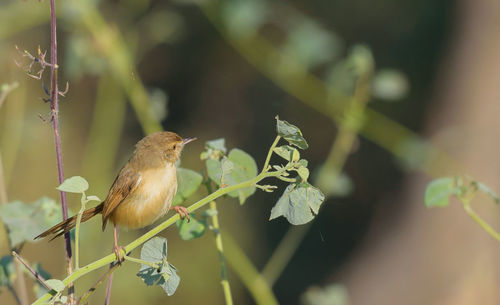 Close-up of bird perching on plant