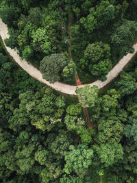 High angle view of trees growing in forest