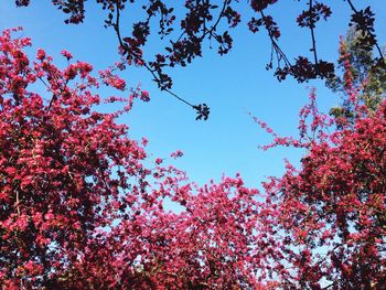 Low angle view of trees against clear sky