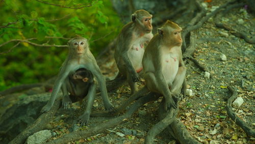 Monkeys sitting in a forest